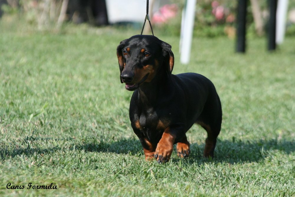 ermengarda dachshund siena